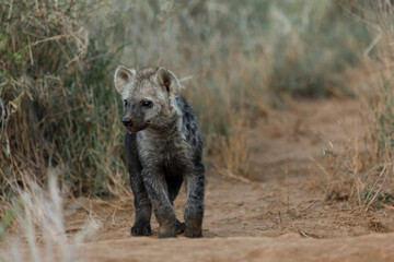 Fototapeta premium baby hyenas in the savanah