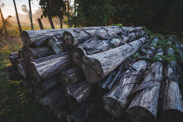 Obraz premium Closeup of group of round wooden logs outside on the ground cut up ready for fire during sunset with no people around