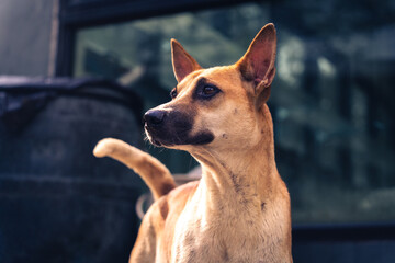 Strassenhunde von Koh Chang
