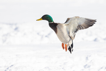  Drake mallard or wild duck (Anas platyrhynchos) flying in winter