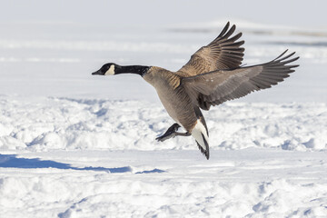 Canada goose (Branta canadensis) flying in cold Canadian winter