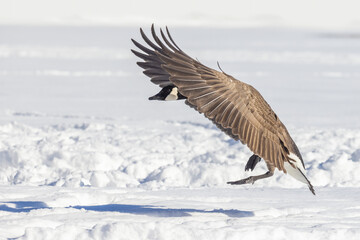Canada goose (Branta canadensis) flying in cold Canadian winter