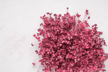 Sprouts of sprouted mustard, toned in pink