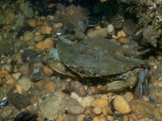 Blue Crab