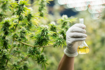 Researchers pouring hemp oil into a science glass tube, Chemist extracting cbd with rotavapor in...