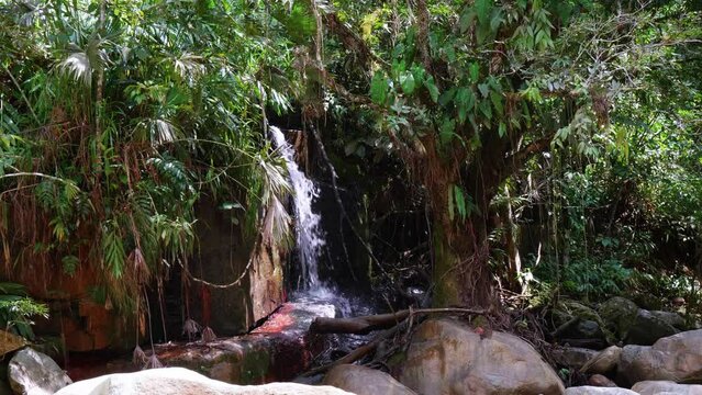 Small Waterspring Falls Through Plants and Rocks by the Pristine Nus River