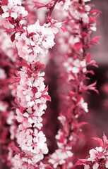 lush spring flowering of cherry felted, toned in pink