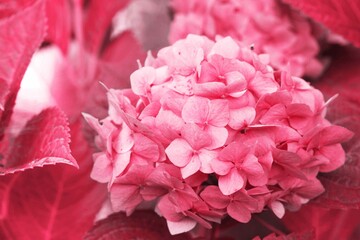 Pink hydrangea close-up, toned in pink