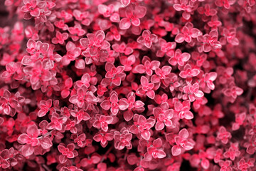 Fresh leaves of fragrant thyme, toned in pink