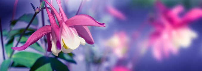 macro of  blooming columbine flower in sunshine in a spring garden, bright pink floral background...