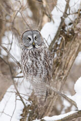  great grey owl (Strix nebulosa) in winter