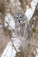  great grey owl (Strix nebulosa) in winter