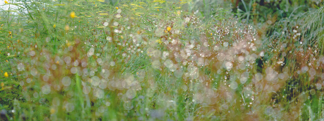 Closeup of wheat and barley fields under a cool and calm day