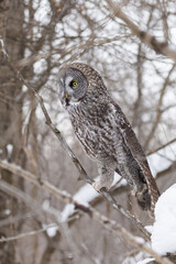  great grey owl (Strix nebulosa) in winter