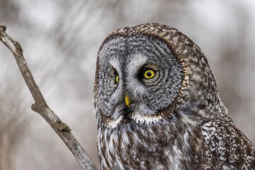  great grey owl (Strix nebulosa) in winter