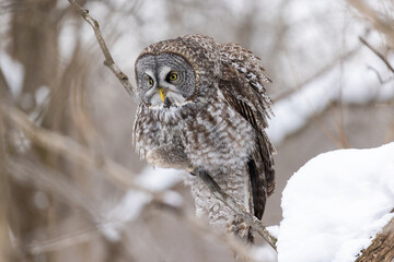  great grey owl (Strix nebulosa) in winter