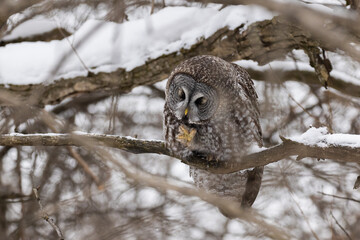  great grey owl (Strix nebulosa) in winter