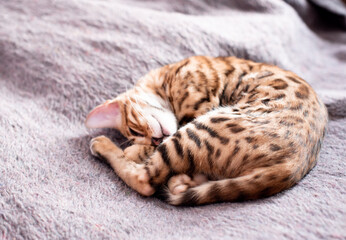 Fototapeta na wymiar Portrait of bengal cat sleeping, lovely kitten on the sofa has rest 