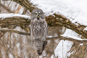  great grey owl (Strix nebulosa) in winter