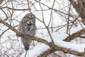  great grey owl (Strix nebulosa) in winter