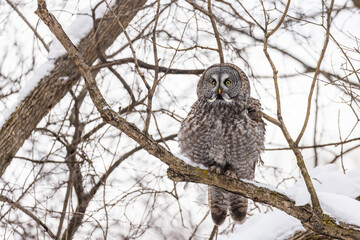  great grey owl (Strix nebulosa) in winter