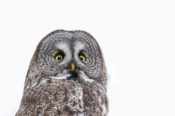  great grey owl (Strix nebulosa) in winter