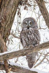  great grey owl (Strix nebulosa) in winter