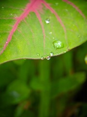 water drops on a leaf