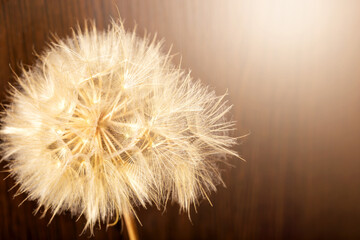 Old dry dandelion in sunlight on a wooden background