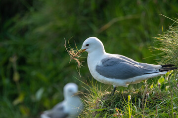 Kittiwake standing on the cliff edge at Bempton in east Yorkshire, UK