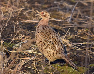 Female pheasant in the grass posing.