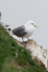 Kittiwake standing on the cliff edge at Bempton in east Yorkshire, UK