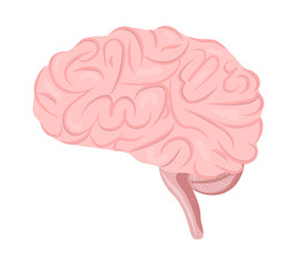 human body internal organ brain isolated
