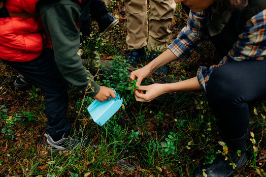 High angle view of woman picking berries from plants with son during vacation in forest