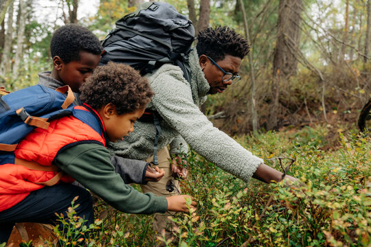 Father picking berries from plants with sons during vacation in forest