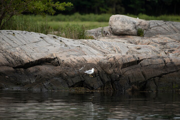 Ring Billed Gull