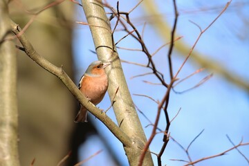 Pinson de Arbres en migration en Normandie
