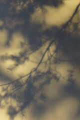 Background with shadow of trees