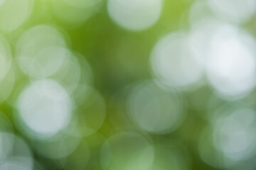 Obraz premium green bokeh background,green bokeh,green bokeh abstract