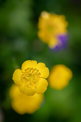 Jolie fleur jaune sur un fond vert