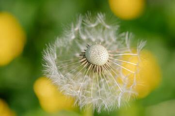 Graines de pissenlits