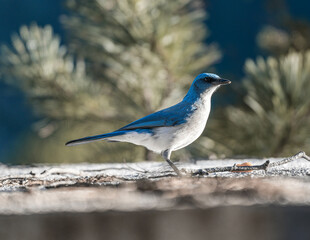 Chara de pecho gris de perfil sobre un techo. Ave mexicana azul, blue jay 