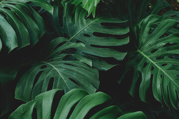 Green leaves of Monstera philodendron plant growing in wild, the tropical forest plant, evergreen vines abstract color on dark background. Tropical green leaves, floral pattern background	
