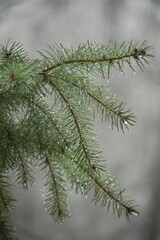 Obraz premium branches of a pine, tree closeup, green, nature details 