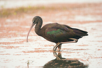 A glossy ibis is searching for catch