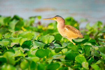 An Indian pond heron (Ardeola grayii) desperately searching for prey