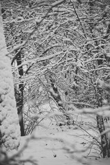 snow covered tree, winter mood and atmosphere, park during winter, cold weather, forest, monochrome 