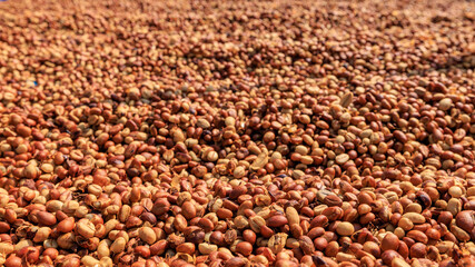  close up honey coffee bean dried on ground