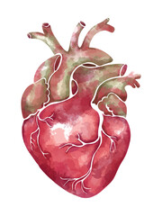 Hand-drawn watercolor anatomical heart in soft pink and green tones