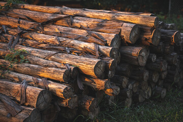 Closeup of group of round wooden logs outside on the ground cut up ready for fire during sunset with no people around